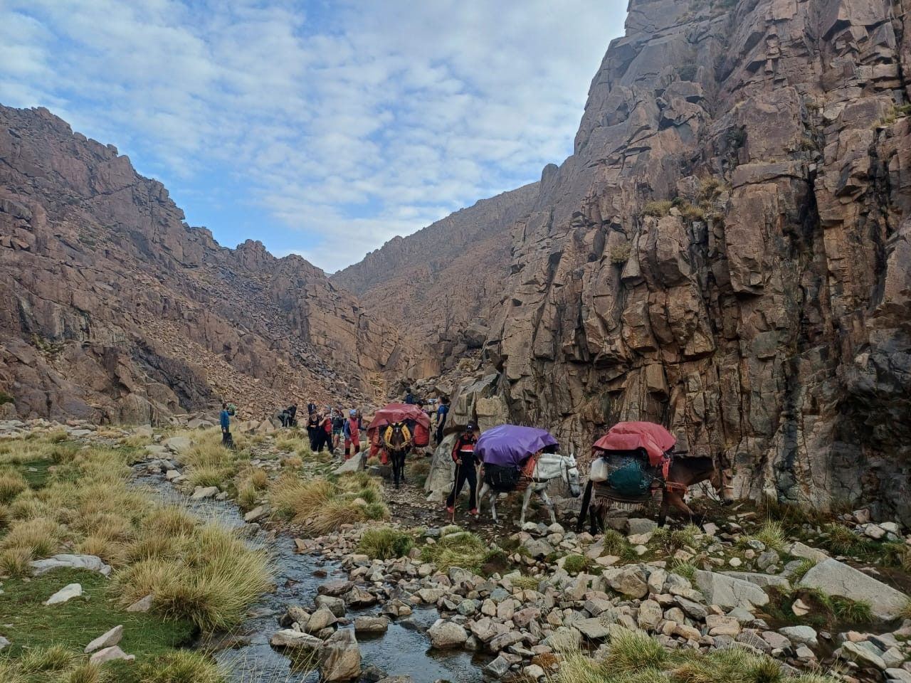 A mule train walking up a rocky valley in the High Atlas