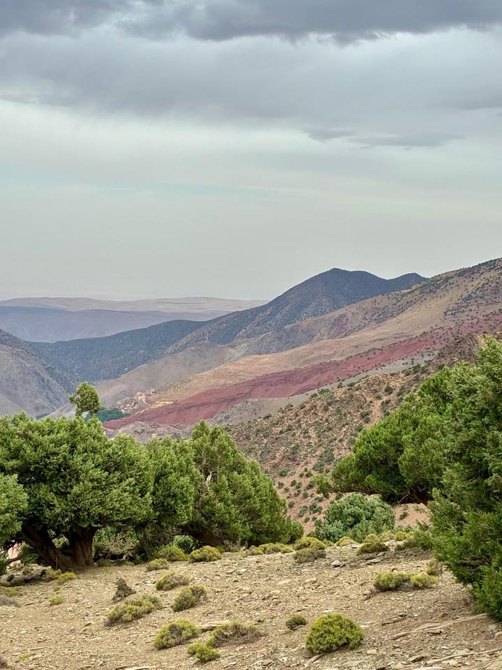 Juniper trees overlooking red and gold hillsides